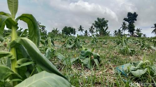 Petani tembakau di Desa Ketangga, Kecamatan Suela, Lombok Timur, NTB, terancam gagal panen karena cuaca tak menentu, Selasa (19/5/2026).