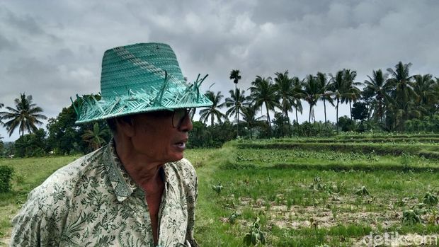 Petani tembakau di Desa Ketangga, Kecamatan Suela, Lombok Timur, NTB, terancam gagal panen karena cuaca tak menentu, Selasa (19/5/2026).