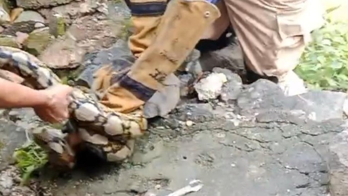Petugas Damkar Nganjuk evakuasi ular sanca sepanjang 4,5 meter dari pemukiman warga