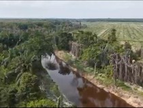 Potret Udara Sempadan Anak Sungai Nilo Dirusak Korporasi Sawit di Riau