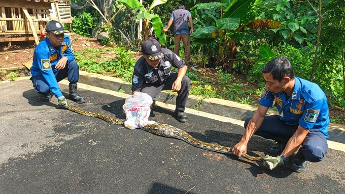 Proses evakuasi sanca yang makan ternak warga di Kuningan