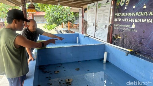 Sempat dikira hilang dicuri, 84 tukik di Nusa Penida, Bali, ternyata masuk septic tank.