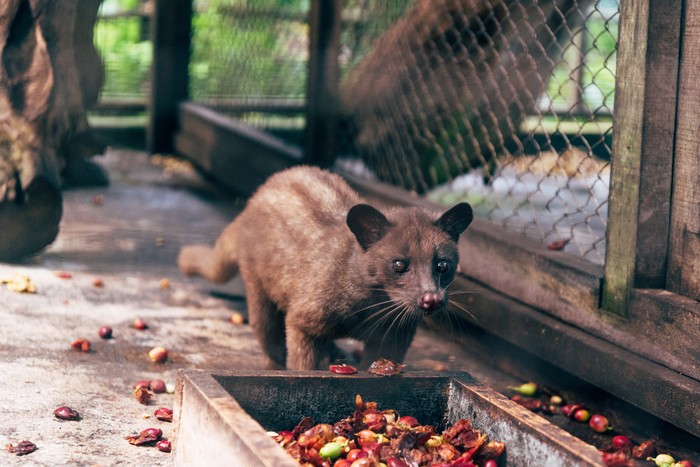 10 Makanan Termahal Dunia di 2026, Ada Kopi dari Indonesia!