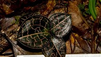 Anoectochilus papuanus termasuk kelompok Jewel Orchids, yaitu anggrek dengan daun kecil berurat menyerupai warna perak atau emas. Ukuran daunnya sekitar 2–5 cm dengan tinggi tanaman beserta bunga sekitar 12 cm. Jenis ini menggugurkan daun pada musim kering. Bunganya berwarna marun kombinasi putih transparan, memiliki rambut halus pada seluruh bagian bunga, dan tidak mekar sempurna.