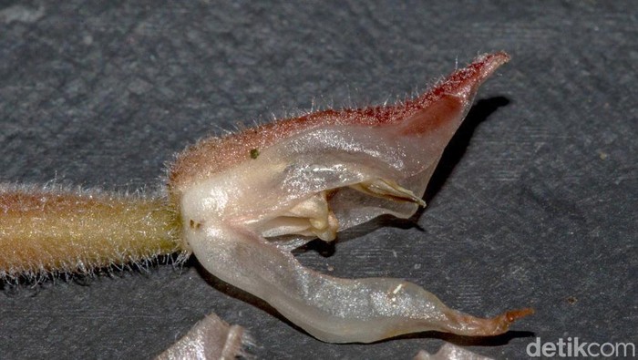 2 Anggrek Langka Dunia Teridentifikasi di Gunung Semeru
