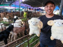 Beli Hewan Kurban Gratis Boneka Domba