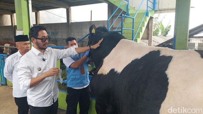 Bupati Bandung Barat, Jeje Ritchie Ismail pasang label sehat di hewan kurban