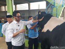 Ribuan Hewan Kurban di KBB Diperiksa, Bupati: Beli yang Berlabel Sehat