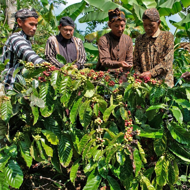 Doa dan Aroma Kopi Menyatu dalam Tradisi Nublek Kopi di Temanggung