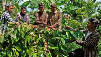Doa dan Aroma Kopi Menyatu dalam Tradisi Nublek Kopi di Temanggung