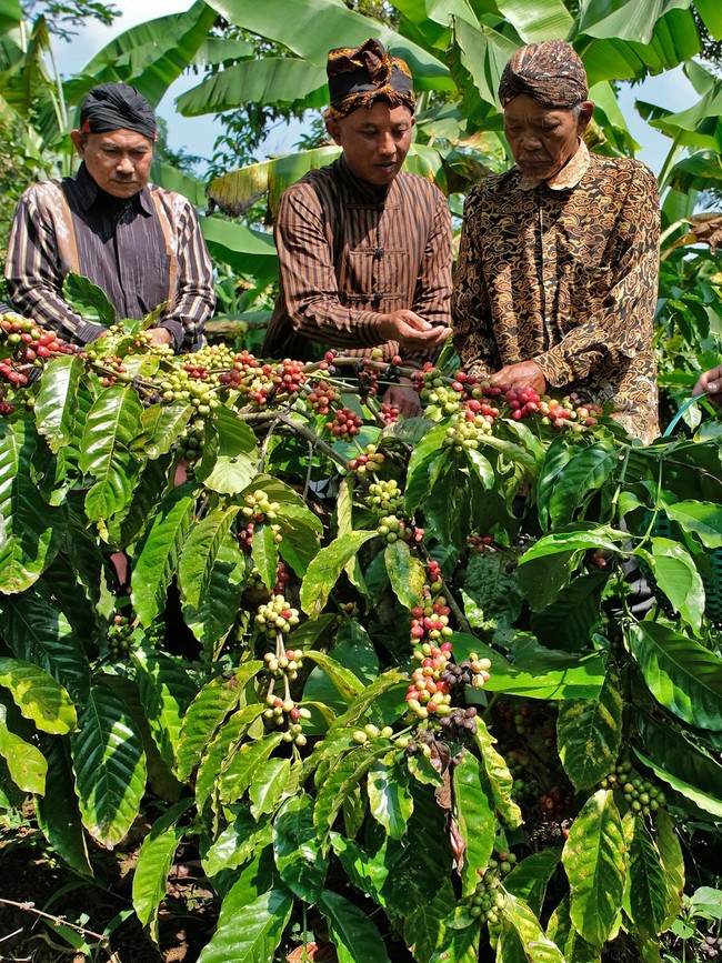 Doa dan Aroma Kopi Menyatu dalam Tradisi Nublek Kopi di Temanggung