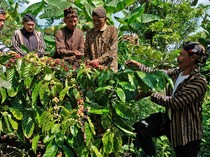 Doa dan Aroma Kopi Menyatu dalam Tradisi Nublek Kopi di Temanggung