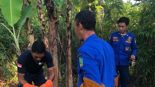 Petugas Damkar Jembrana saat melakukan evakuasi piton sepanjang 2 meter di Dusun Baluk 1, Desa Baluk, Kecamatan Negara, Kabupaten Jembrana, Rabu (20/5/2026).