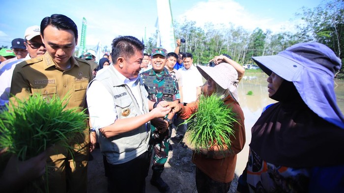 Gubernur Sumsel Herman Deru saat Penanaman padi bersama petani di OKI