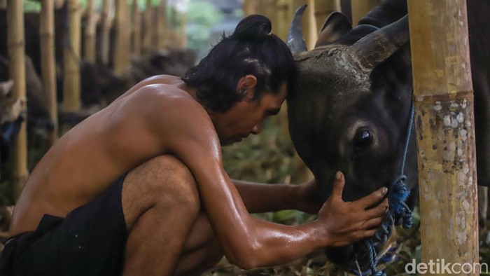 Melihat Kesibukan Pekerja Rawat Hewan Kurban di Penggilingan