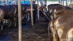 Melihat Kesibukan Pekerja Rawat Hewan Kurban di Penggilingan