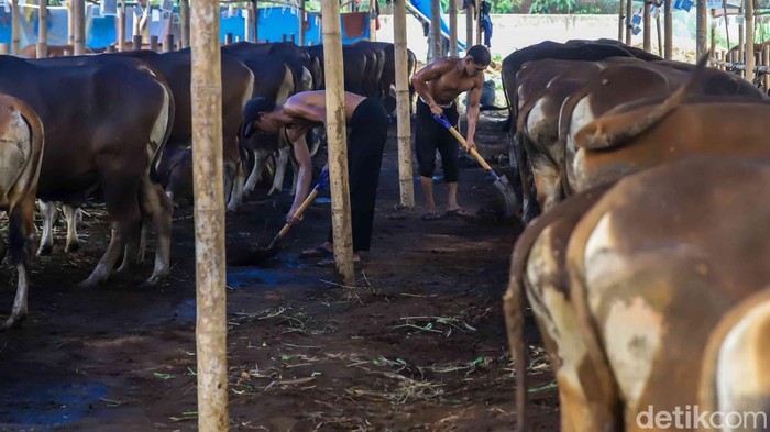 Aktivitas di grosir hewan kurban kawasan Penggilingan, Jakarta Timur, mulai ramai menjelang Hari Raya Idul Adha 2026. Para pekerja tampak sibuk merawat ratusan hewan kurban seperti sapi dan kambing yang ditempatkan di kandang-kandang sementara di sepanjang area penjualan, Rabu (20/5/2026).