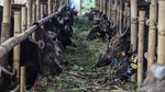 Melihat Kesibukan Pekerja Rawat Hewan Kurban di Penggilingan