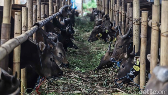 Melihat Kesibukan Pekerja Rawat Hewan Kurban di Penggilingan