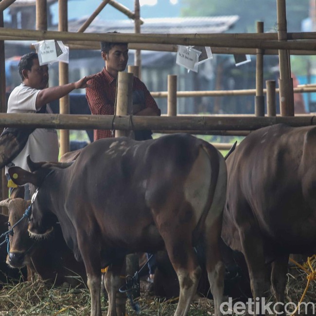 Melihat Kesibukan Pekerja Rawat Hewan Kurban di Penggilingan