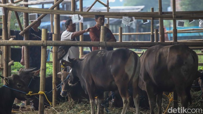 Melihat Kesibukan Pekerja Rawat Hewan Kurban di Penggilingan