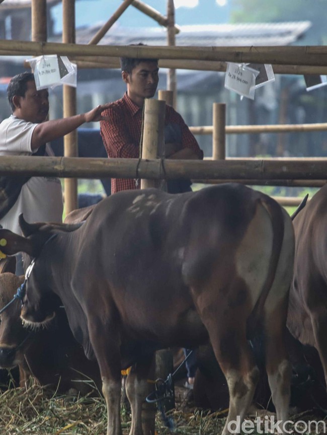 Melihat Kesibukan Pekerja Rawat Hewan Kurban di Penggilingan
