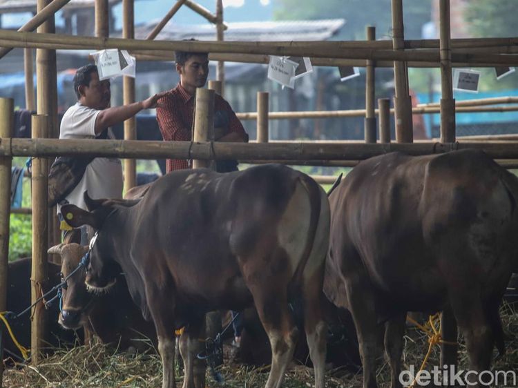 Melihat Kesibukan Pekerja Rawat Hewan Kurban di Penggilingan