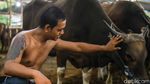Melihat Kesibukan Pekerja Rawat Hewan Kurban di Penggilingan