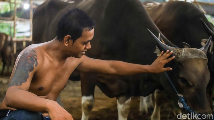 Aktivitas di grosir hewan kurban kawasan Penggilingan, Jakarta Timur, mulai ramai menjelang Hari Raya Idul Adha 2026. Para pekerja tampak sibuk merawat ratusan hewan kurban seperti sapi dan kambing yang ditempatkan di kandang-kandang sementara di sepanjang area penjualan, Rabu (20/5/2026).