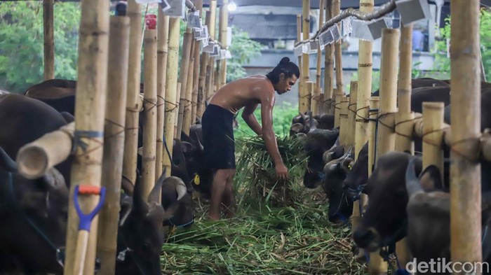 Melihat Kesibukan Pekerja Rawat Hewan Kurban di Penggilingan