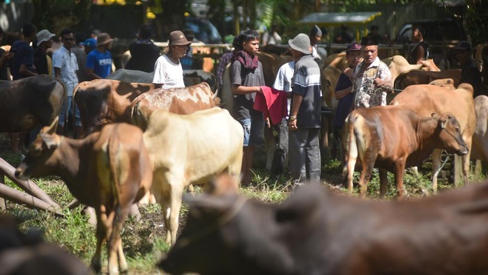 Pedagang dan pembeli ternak bernegosiasi harga menggunakan jari di balik kain di Pasar Ternak Sungai Sariak, Padang Pariaman, Sumatera Barat, Rabu (20/5/2026). Tradisi bernegosiasi harga di balik kain yang disebut 