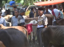 Negosiasi di Balik Kain, Tradisi Marosok Ramai Jelang Idul Adha