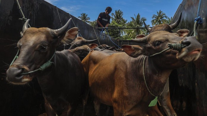 Peternak melepas tali sapi kurban yang didatangkan dari Subaim Halmahera Timur, setibanya di Penampungan ternak sapi di Kelurahan Tubo Ternate, Maluku Utara, Senin (18/5/2026). Pemerintah Provinsi Maluku Utara menyiapkan berbagai langkah strategis dalam menghadapi Hari Besar Keagamaan Nasional (HBKN) Idul Adha 1447 Hijriah 2026 yaitu distribusi 100 ekor sapi kurban ke seluruh kabupaten/kota di Maluku Utara sebagai upaya pemerintah daerah menjaga stabilitas ekonomi dan pengendalian harga pangan di daerah. ANTARA FOTO/Andri Saputra/bar