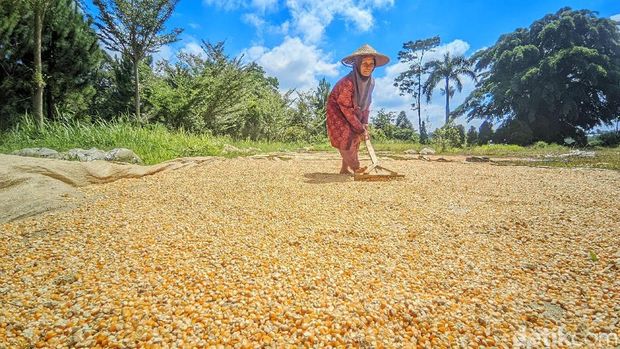 Petani Jagung di Sukamulya Ciamis sedang panen.