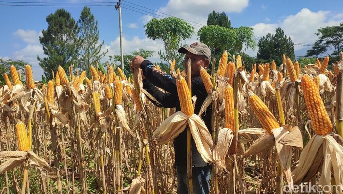 Petani Jagung di Sukamulya Ciamis sedang panen.