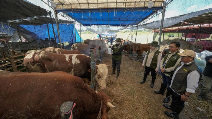 Petuas mengecek kesehatan hewan jelang iduladha