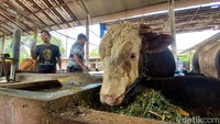 Bedanya, sapi yang dibeli pemerintah itu tampak menonjol dibandingkan dengan sapi lainnya. Khususnya pada ukurannya yang memanjang dan besar.