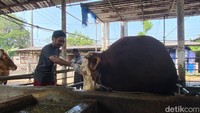 Sapi dengan berat 1,76 ton itu dirawat secara khusus untuk persiapan Idul Adha.