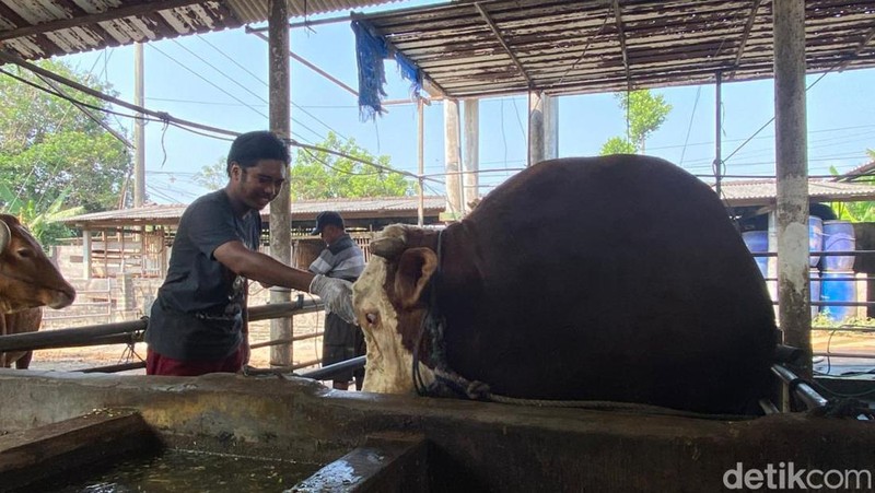 Sadewa NG Berbobot 1,7 Ton Jadi Sapi Kurban Presiden Prabowo di Blitar