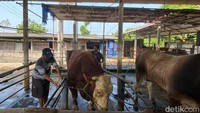 detikJatim mendatangi kandang sapi milik Azis Yasir Naufal, warga Desa Jeblog, Kecamatan Talun Kabupaten Blitar. Sapi yang dipilih untuk mewakili Presiden Prabowo itu ditempatkan bersama dengan sapi-sapi lainnya.