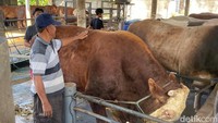 Naufal menyebut sapi jenis limosin itu dirawat dari kecil oleh ayahnya. Sapi itu merupakan peranakan yang dikembangkan di kandang milik keluarganya. Saat ini, sapi itu berumur kurang lebih 5 tahun.