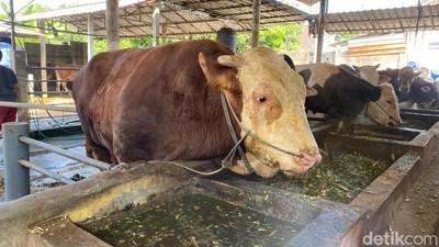 Inilah Sadewa Sapi Berbobot 1,7 Ton Hewan Kurban Presiden Prabowo di Blitar