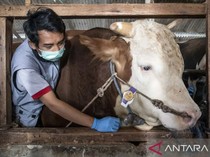 Presiden Prabowo Beli Sapi Kurban 1,05 Ton dari Peternak Bandung Barat
