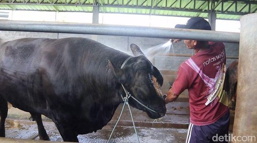 Sapi kurban milik Ahmad Dimiati, peternak asal Kelurahan Sasake, Kecamatan Praya Tengah, Lombok Tengah, NTB. Foto: (Edi Suryansyah/detikBali)