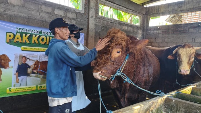 Sapi limosin yang dibeli Prabowo untuk kurban Idul Adha