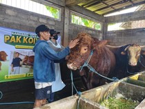 Sapi Limosin 1 Ton Milik Peternak Sidoarjo Jadi Kurban Presiden Prabowo