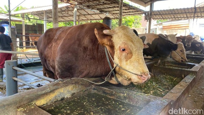 Sapi untuk kurban pilihan Presiden Prabowo di Blitar
