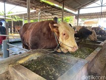 Sadewa Berbobot 1,7 Ton Jadi Sapi Kurban Presiden Prabowo di Blitar