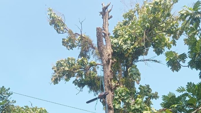 Penampakan pohon jati lokasi seorang tukang tebang tersetrum saat pangkas ranting di Dukuh Tebang Kulon, Manjung, Ngawen, Klaten, Rabu (20/5/2026).