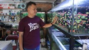 12 Tahun Merawat Usaha Keluarga, Pedagang Ikan Hias Andalkan KUR BRI